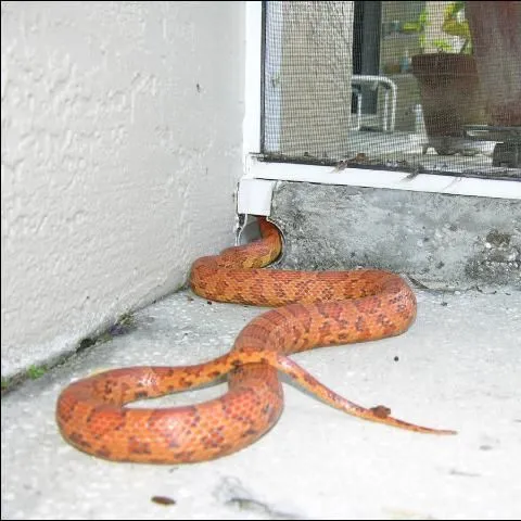 thumbnail for publication: Dealing with Snakes in Florida's Residential Areas—Preventing Encounters